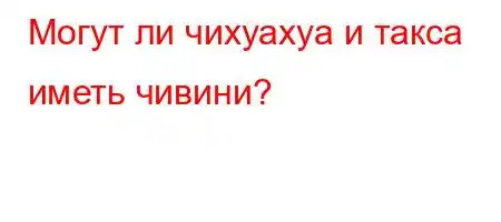 Могут ли чихуахуа и такса иметь чивини?